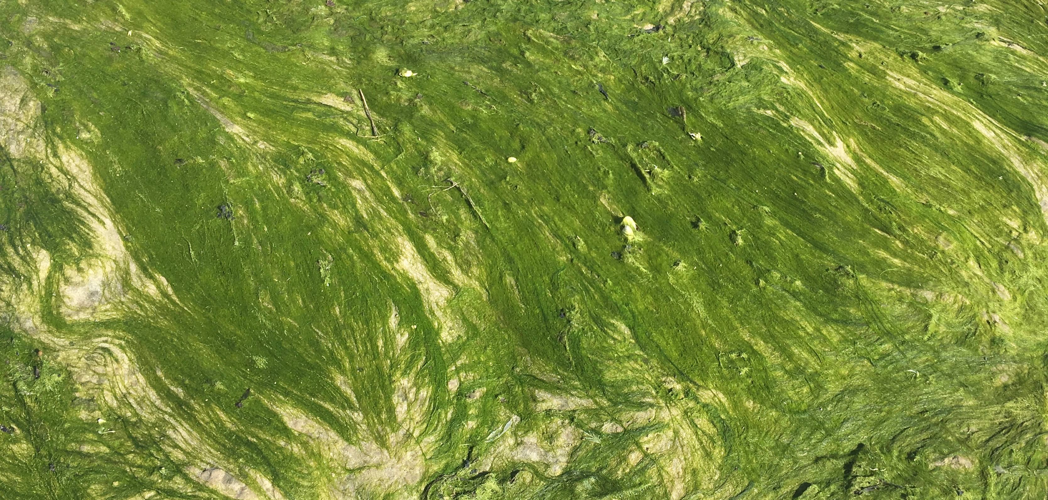 Seaweed